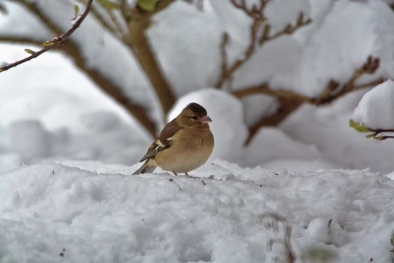 DSC 6910 DxO