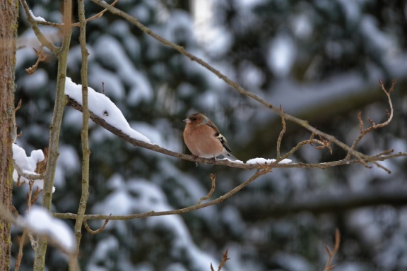 DSC 7477 DxO